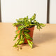 Simegarden Hoya burtoniae 12 cm