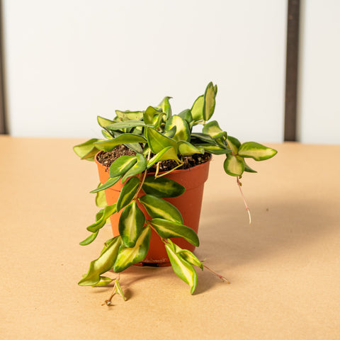 Simegarden Hoya burtoniae 12 cm