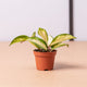Simegarden Hoya carnosa baby 6cm