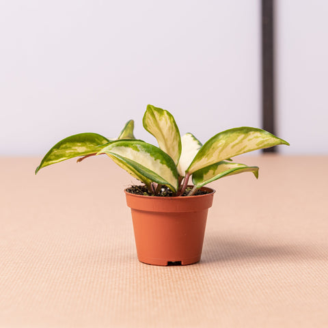 Simegarden Hoya carnosa baby 6cm