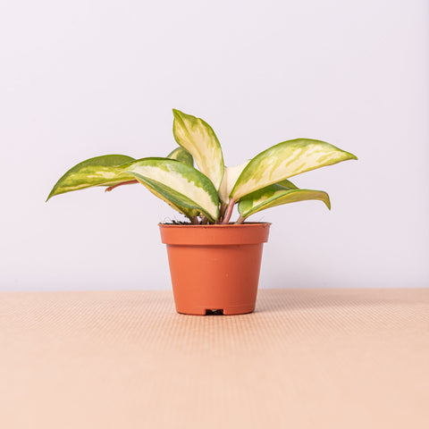 Simegarden Hoya carnosa baby 6cm