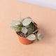Simegarden Hoya eskimo 6cm