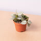 Simegarden Hoya eskimo 6cm