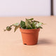 Simegarden Hoya krohniana splash 6cm