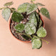 Simegarden Hoya krohniana splash 6cm