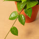 Simegarden Hoya parasitica black 12 cm
