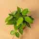 Simegarden Hoya parasitica black 12 cm