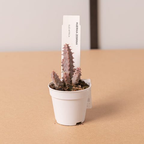 Simegarden Huernia zebrina
