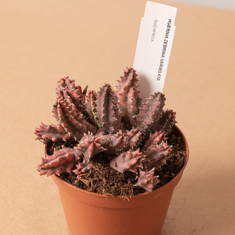 Simegarden Huernia zebrina variegata