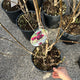 Simegarden Magnolia soulangeana liliiflora genie