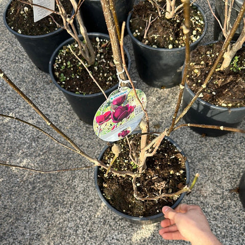 Simegarden Magnolia soulangeana liliiflora genie