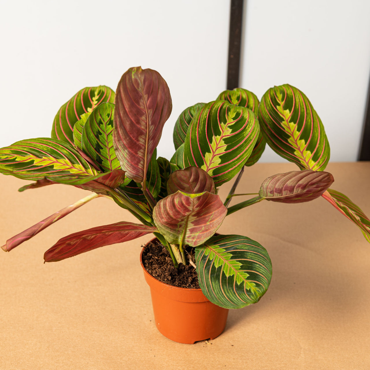 Maranta Leuconeura Fascinator Simegarden maranta-leuconeura-fascinator-simegarden