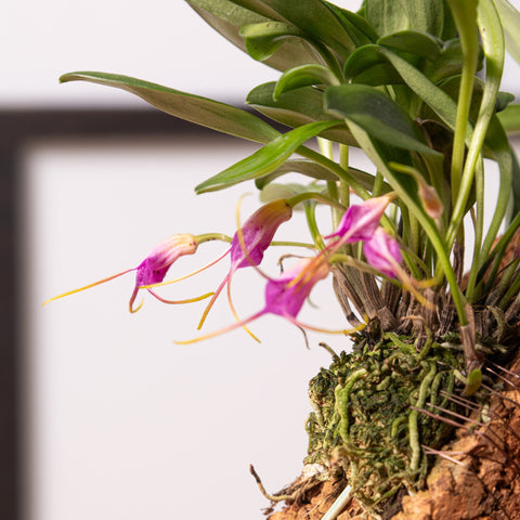 Simegarden Masdevallia glandulosa 15cm / 6cm