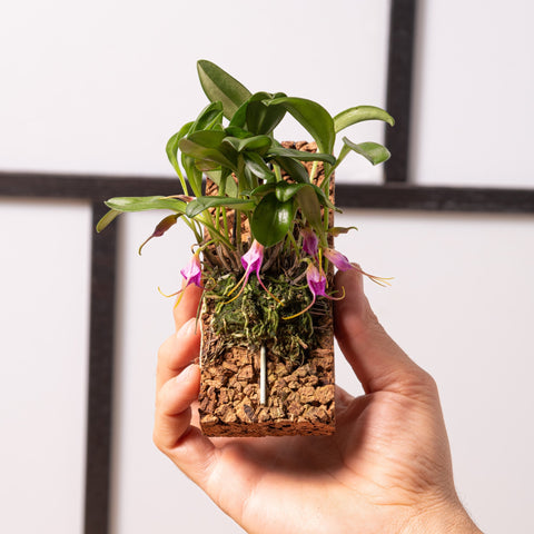 Simegarden Masdevallia glandulosa 15cm / 6cm