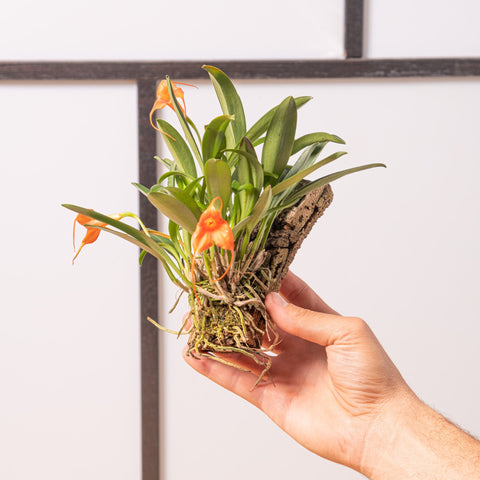 Simegarden Masdevallia orange 15cm / 6cm