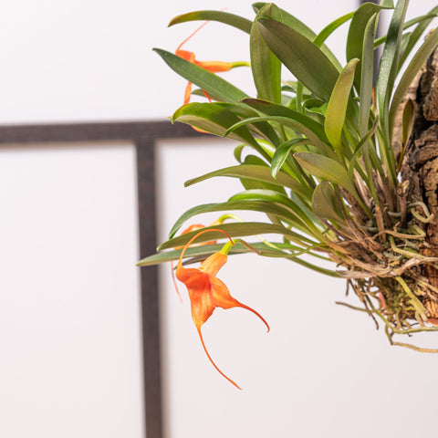 Simegarden Masdevallia orange 15cm / 6cm