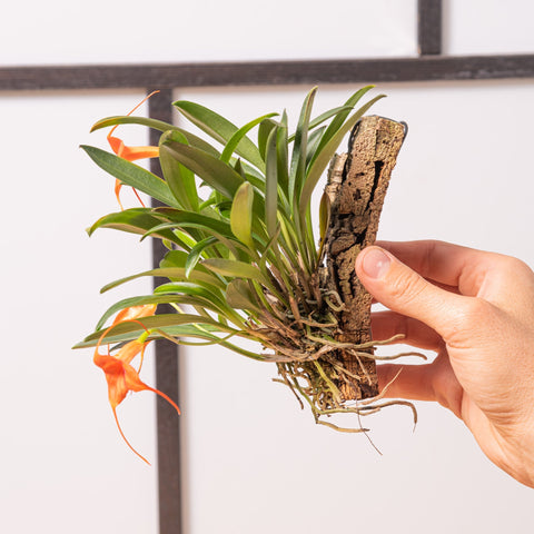 Simegarden Masdevallia orange 15cm / 6cm