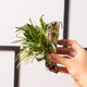 Simegarden Masdevallia tonduzii 15cm / 6cm