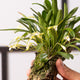 Simegarden Masdevallia tonduzii 15cm / 6cm