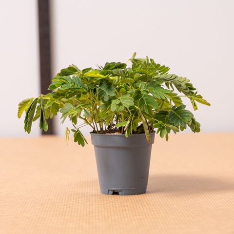 Simegarden Mimosa sensitiva 5.5cm
