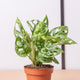 Simegarden Monstera adansonii 12cm