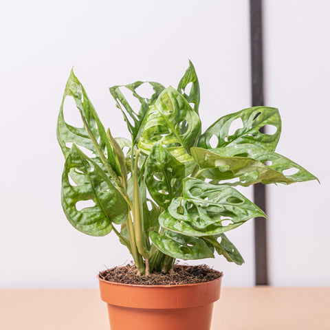 Simegarden Monstera adansonii 12cm