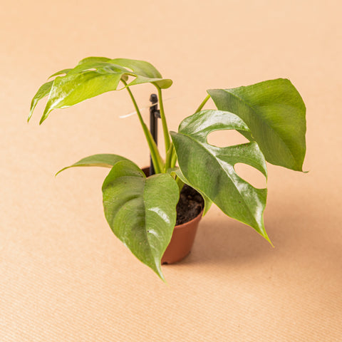 Simegarden Monstera minima