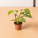 Simegarden Monstera minima