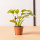 Simegarden Monstera minima