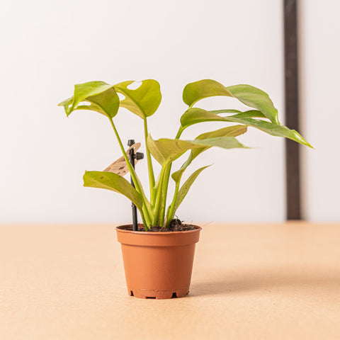 Simegarden Monstera minima