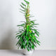 Simegarden Monstera standleyana variegata grande 20cm
