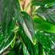 Simegarden Monstera standleyana variegata grande 20cm