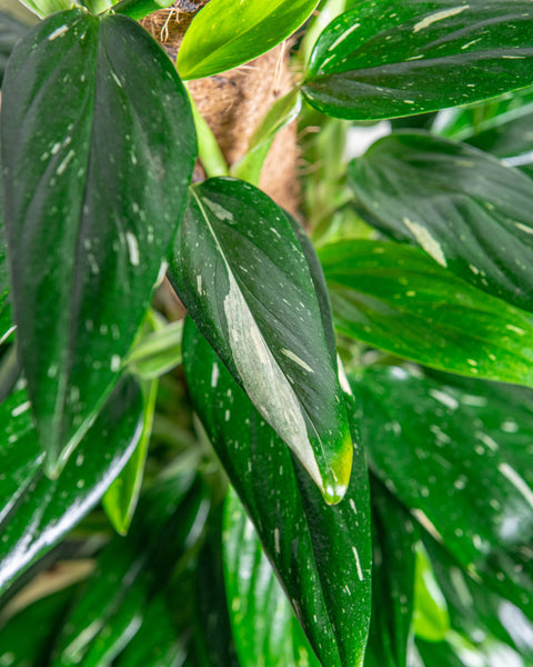 Simegarden Monstera standleyana variegata grande 20cm