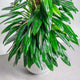 Simegarden Monstera standleyana variegata grande 20cm
