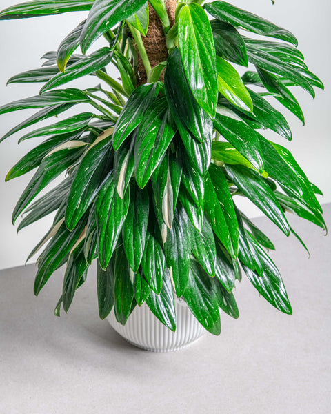 Simegarden Monstera standleyana variegata grande 20cm