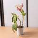 Simegarden Orchidea Cattleya