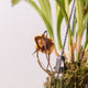 Simegarden Orchidea monkey 12 cm