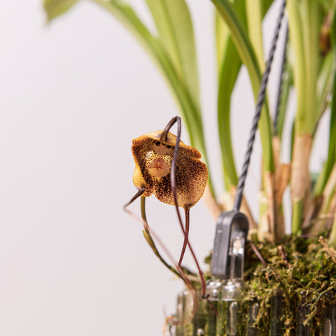 Simegarden Orchidea monkey 12 cm