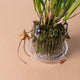 Simegarden Orchidea monkey 12 cm
