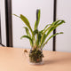 Simegarden Orchidea monkey 12 cm