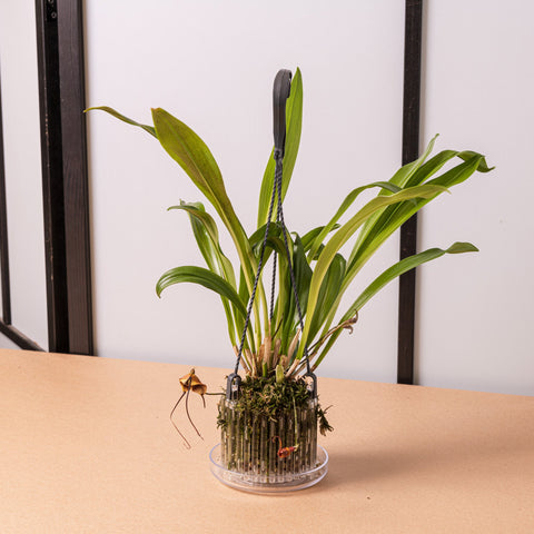 Simegarden Orchidea monkey 12 cm