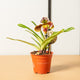 Simegarden Orchidea Paphiopedilum 12 cm / in fioritura