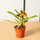 Simegarden Orchidea Paphiopedilum 12 cm / in fioritura