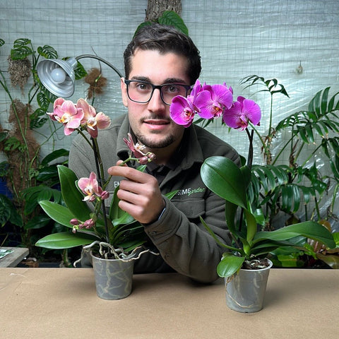 Simegarden Orchidea Phalaenopsis 12 cm