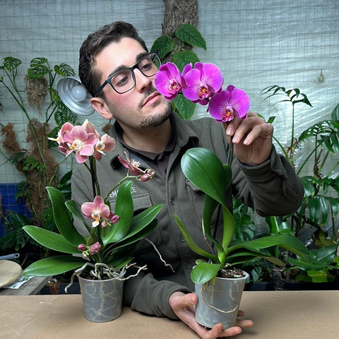 Simegarden Orchidea Phalaenopsis 12 cm