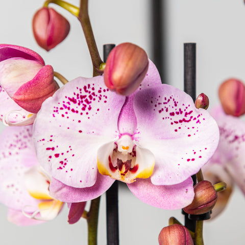 Simegarden Orchidea Phalaenopsis Rosa 12cm / 50 cm