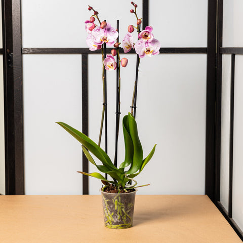 Simegarden Orchidea Phalaenopsis Rosa 12cm / 50 cm