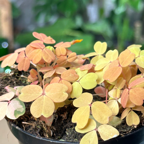 Simegarden Oxalis gialla spiralis