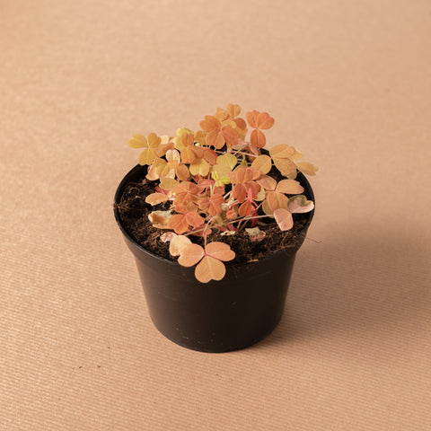 Simegarden Oxalis gialla spiralis
