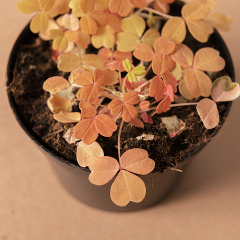 Simegarden Oxalis gialla spiralis